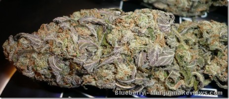 Marijuana Pic of tha Day