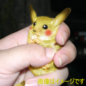 Real Live Pikachu!