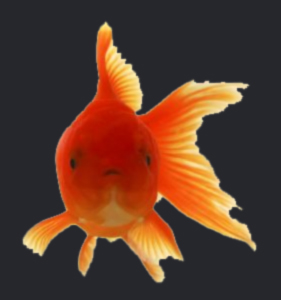 I am goldfish trainer and so can you!