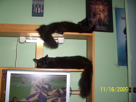 Bunk bed kitty's.