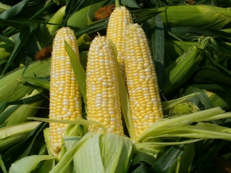 Corn.