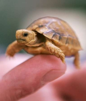 baby turtle