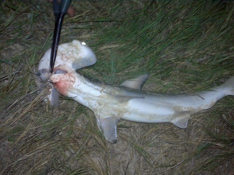 Went fishing 4th of July - Cousin caught a SHARK!