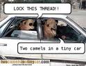 TWO CAMELS IN A TINY CAR! :D IM ALWAYS HAPPY!