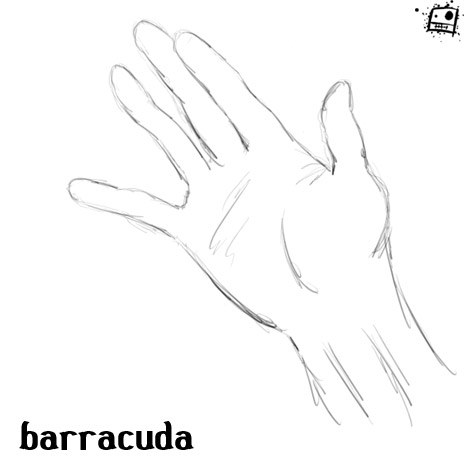 barracuda