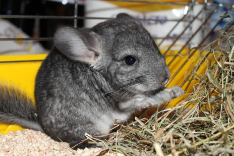 Chinchillas