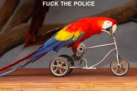 parrot stole my bike