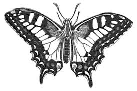 heres the butterfly