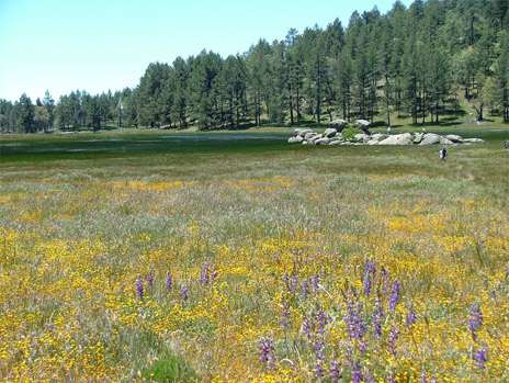 Through Summer Meadows and Deserts of Ash