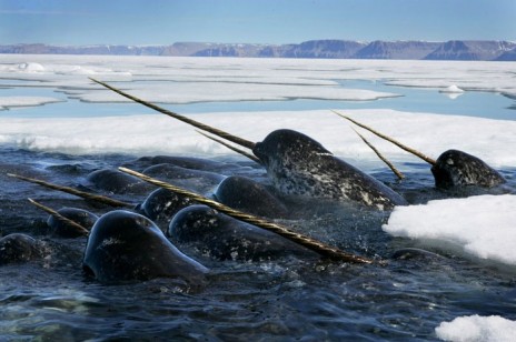 Narwhals!