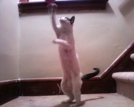 Dora Cat In The Midst Of Action :D