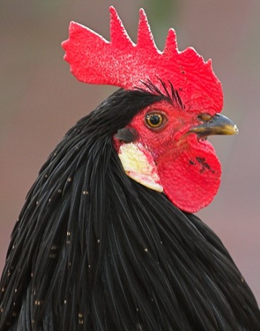 My Sexy Cock.