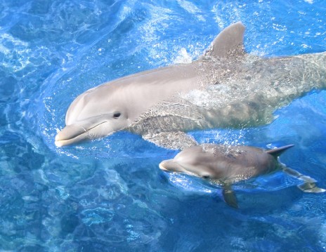 Dolphins