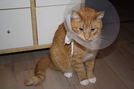 My cat had a operation