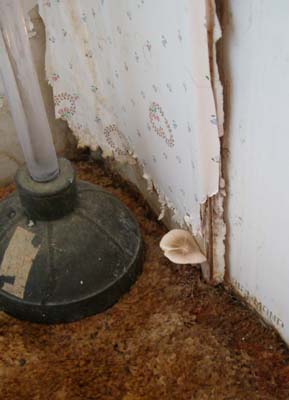 This mushroom grew overnight in my bathroom.