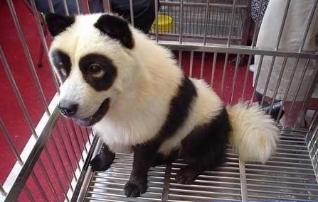 I bought a Panda from the black market!