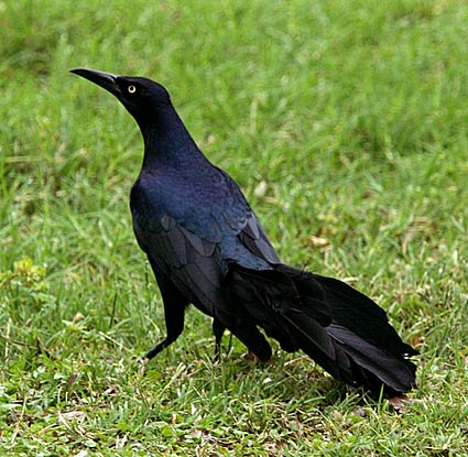 173011504_great_tailed_grackle_sim_3.jpg