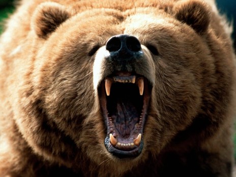 This bear will eat you!!!