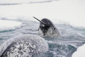 Narwhals Again!