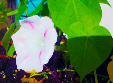 my new morning glory is white