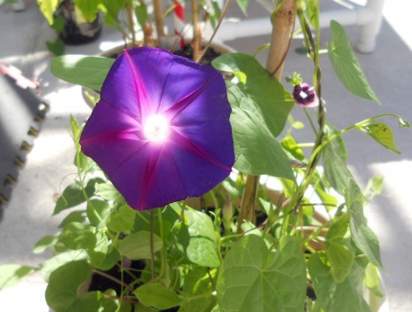 Purple Morning Glory Flowers