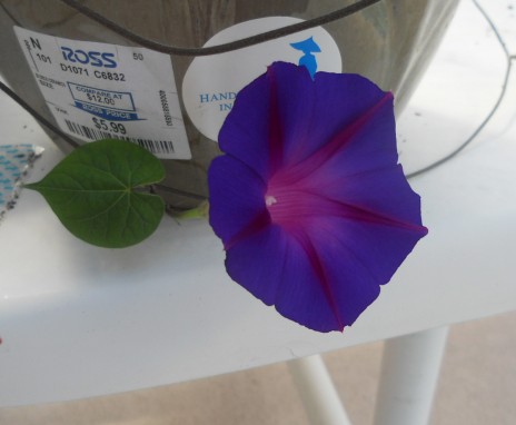 Purple Morning Glory Flower