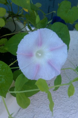 White Wet Morning Glory