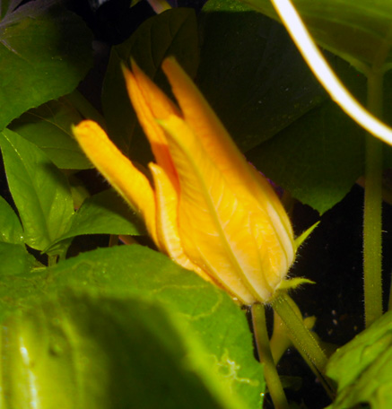 Pumpkin Flowers