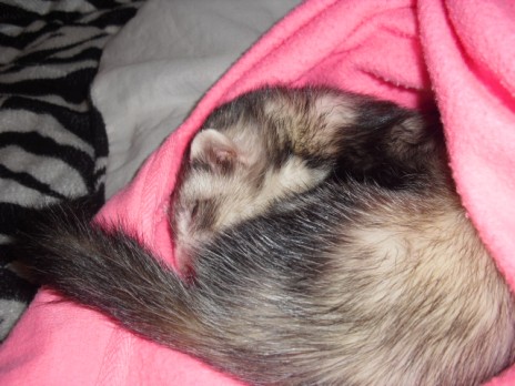 One of my ferrets