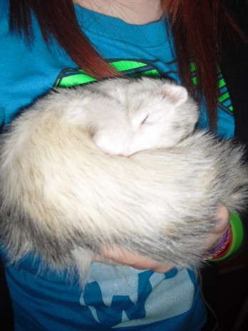 Second ferret