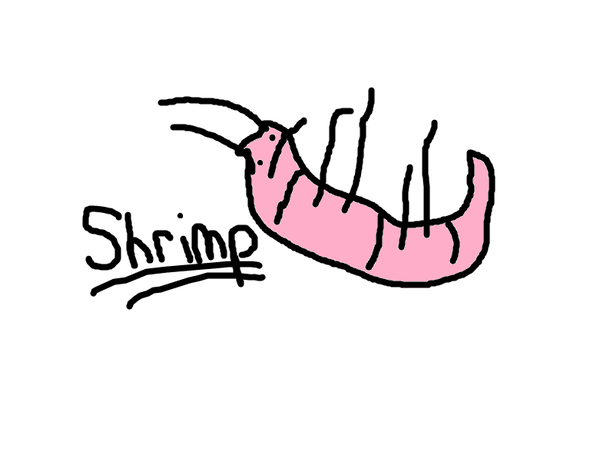 Shrimp