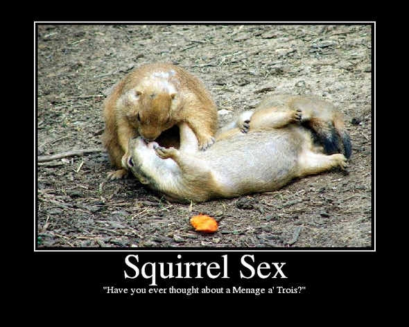 Squirrel sex in the morning.