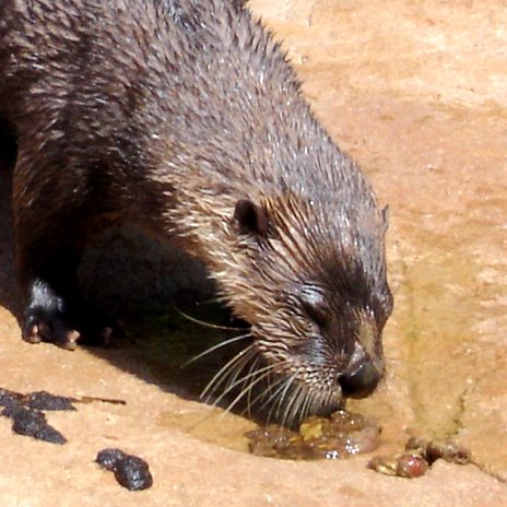 Otter poop!