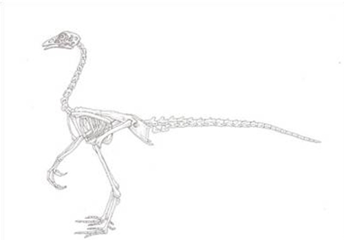 Chickenosaurus????