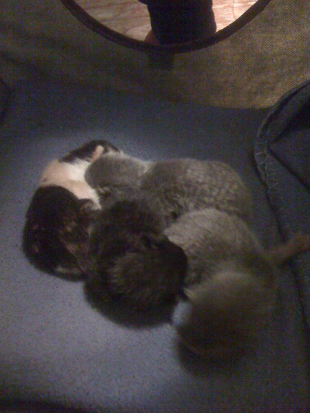 I got Kittens