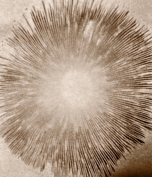 Spore Print