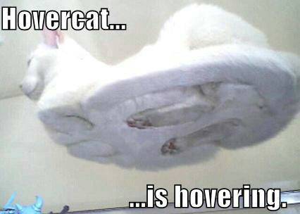 Hover cat