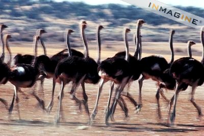 why are there so many ostriches