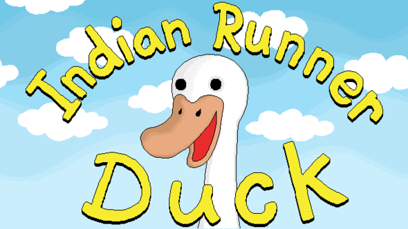 Indian Runner Duck