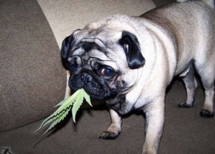 2489792_138619514872_Dogs-and-marijuana-07flip.jpg