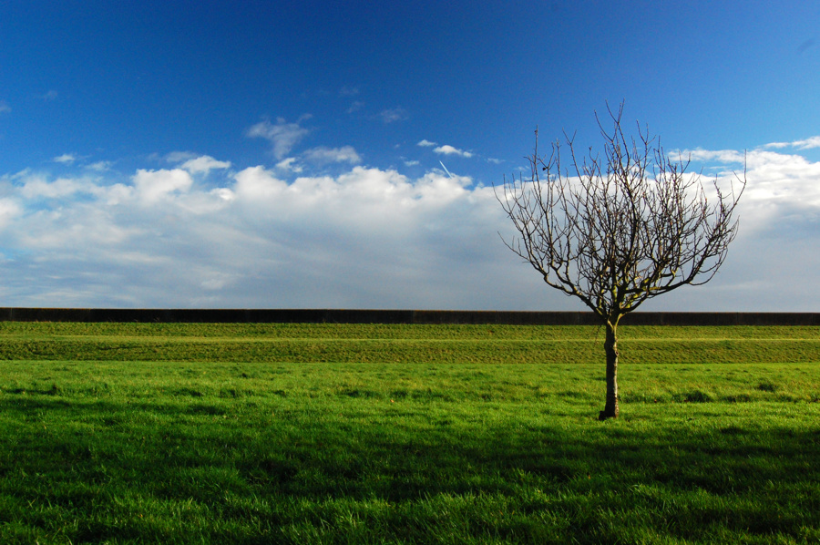 Tree on the right, set on a background of grass and the sky