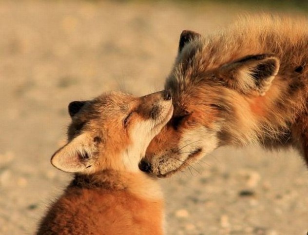 4304947_139135452622_Foxes-Have-a-Moment-632x482.jpg