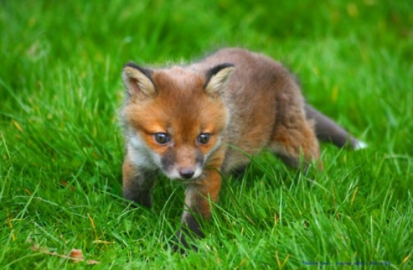 4304947_139135452843_l-Just-a-baby-Fox.jpg