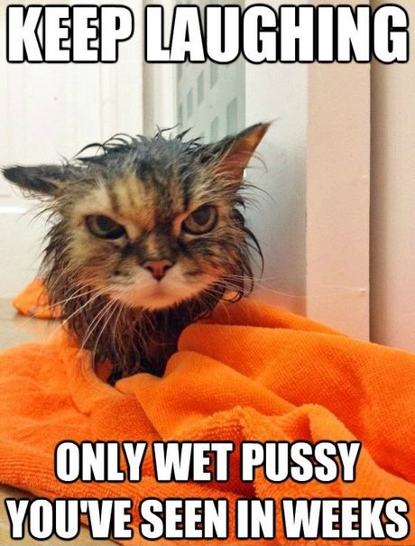 4206973_139145511581_wet-cat.jpg