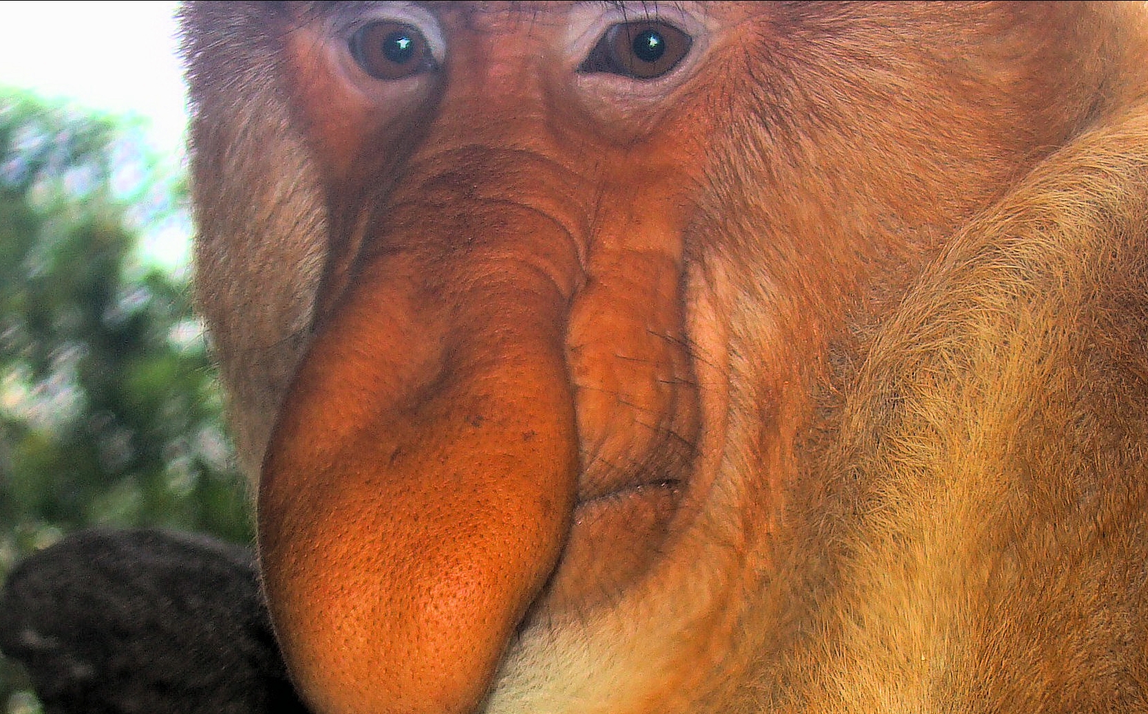 1943037_139933910871_ProboscisMonkey.jpg