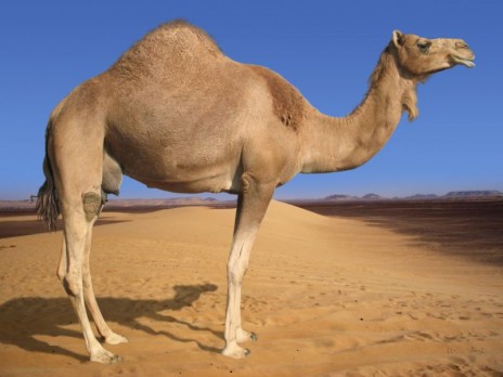 Camels