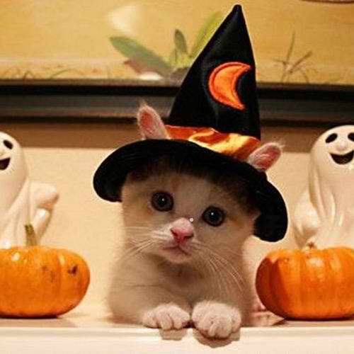 4118967_141446189512_a.aaa-halloween-cat.jpg