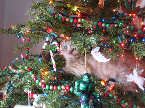 4118967_141852173293_cat-in-a-christmas-tree.jpg