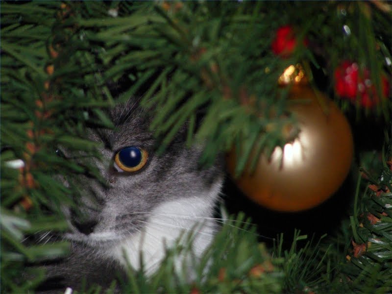 4118967_141852174392_christmas-tree-cat.jpg