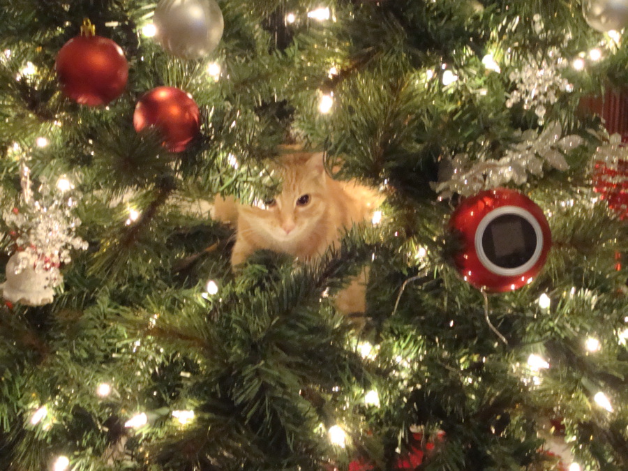 4118967_141852170792_CatInChristmasTree.JPG